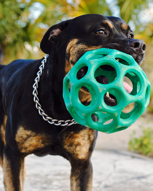 Tough Chew Toy