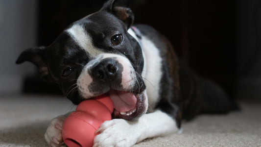 Smaller Breed chew toy